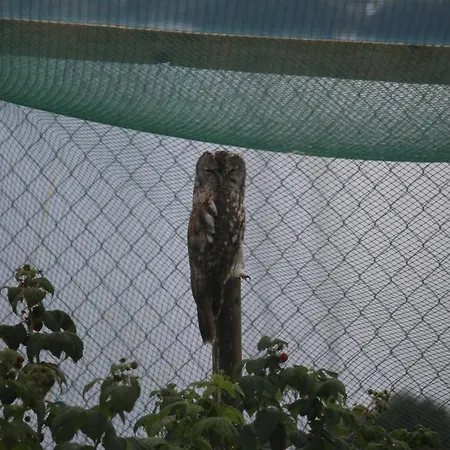 Krinde Apartman Ringoldswil